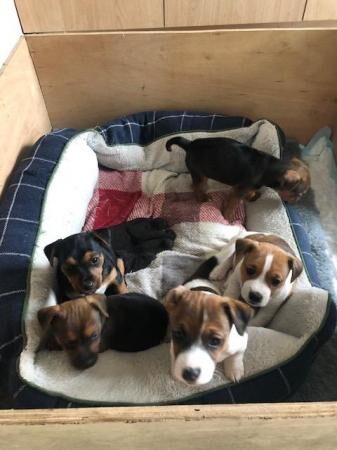 Jack Russell Puppies. Big strong farm bred pups. for sale in Northallerton, North Yorkshire - Image 4