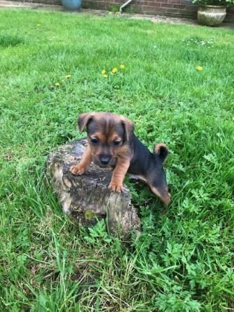 Jack Russell puppies for sale in Northallerton, North Yorkshire – 1 year old - Image 5 of 5