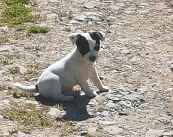 Jack Russell puppies for sale in Black Torrington, Devon – 1 year old - Image 2 of 5