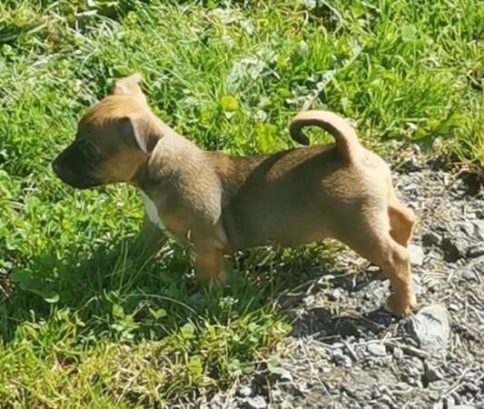 Jack Russell puppies for sale in Black Torrington, Devon – 1 year old - Image 3 of 5