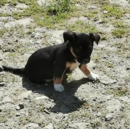 Jack Russell puppies for sale in Black Torrington, Devon – 1 year old - Image 4 of 5