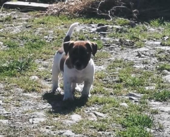 Jack Russell puppies for sale in Black Torrington, Devon – 1 year old - Image 5 of 5