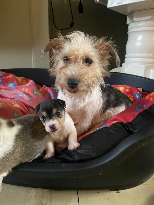 Jack Russell Terrier puppies for sale in Anfield, Merseyside – 1 year old - Image 1 of 3