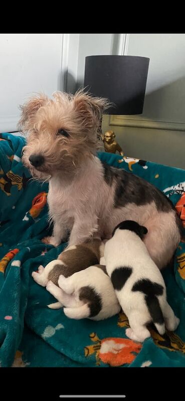 Jack Russell Terrier puppies for sale in Anfield, Merseyside – 1 year old - Image 2 of 3