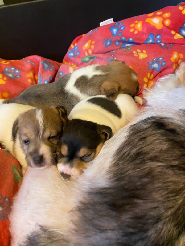 Jack Russell Terrier puppies for sale in Anfield, Merseyside – 1 year old - Image 3 of 3