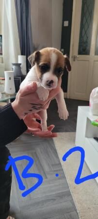Jack russell puppies for sale in Manchester, Greater Manchester - Image 1