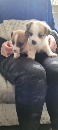 Jack russell puppies for sale in Manchester, Greater Manchester - Image 2