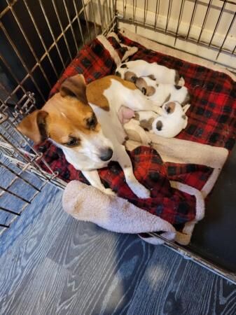 Jack russell puppies for sale in Manchester, Greater Manchester - Image 3