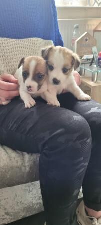 Jack russell puppies for sale in Manchester, Greater Manchester - Image 4