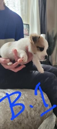 Jack russell puppies for sale in Manchester, Greater Manchester - Image 5