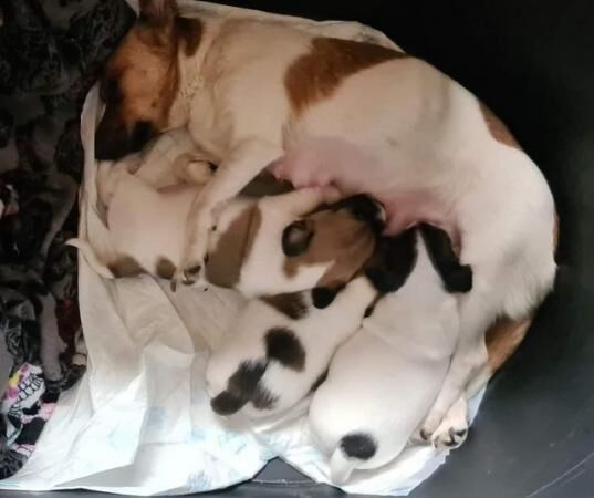 Jack Russell Puppies For Sale in Bolton, East Lothian - Image 1