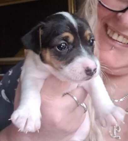 Jack Russell Puppies For Sale in Bolton, East Lothian - Image 2