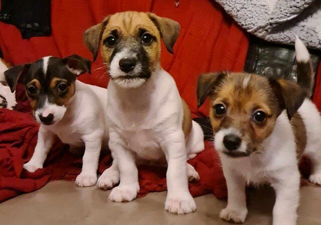 Jack Russell Puppies For Sale in Bolton, East Lothian - Image 3