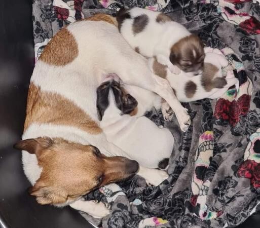 Jack Russell Puppies For Sale in Bolton, East Lothian - Image 4