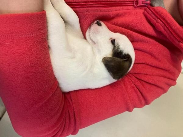 Jack Russell puppies for sale in Chulmleigh, Devon - Image 1