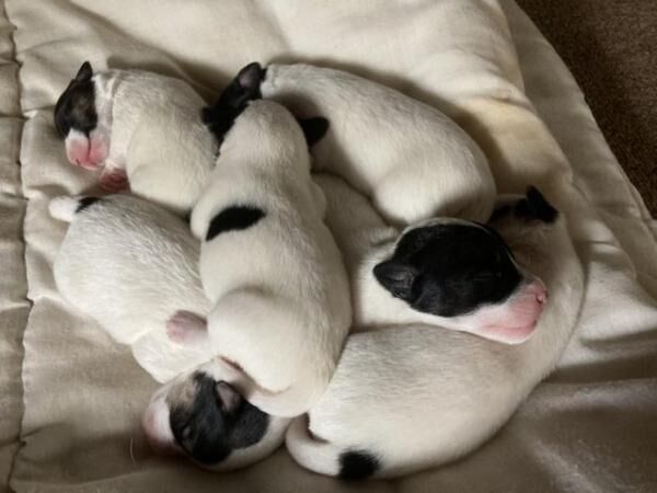 Jack Russell puppies for sale in Chulmleigh, Devon - Image 2