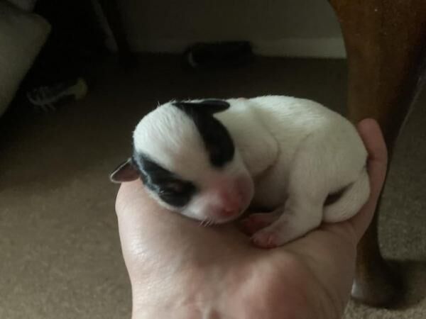 Jack Russell puppies for sale in Chulmleigh, Devon - Image 3