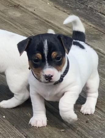 Jack Russell puppies for sale in Ely, Cambridgeshire – 1 year old - Image 1 of 5