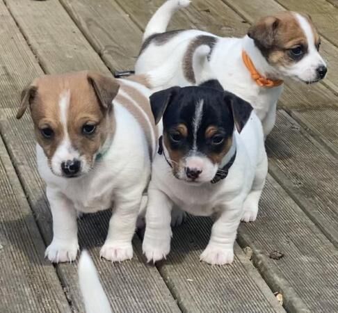 Jack Russell puppies for sale in Ely, Cambridgeshire – 1 year old - Image 2 of 5