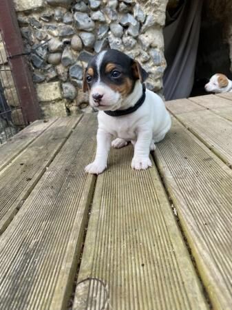 Jack Russell puppies for sale in Ely, Cambridgeshire – 1 year old - Image 3 of 5