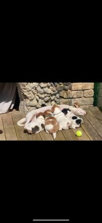 Jack Russell puppies for sale in Ely, Cambridgeshire – 1 year old - Image 4 of 5