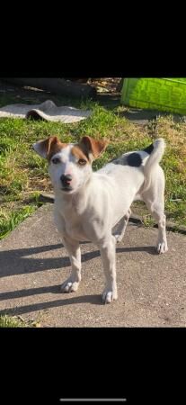 Jack Russell puppies for sale in Ely, Cambridgeshire – 1 year old - Image 5 of 5