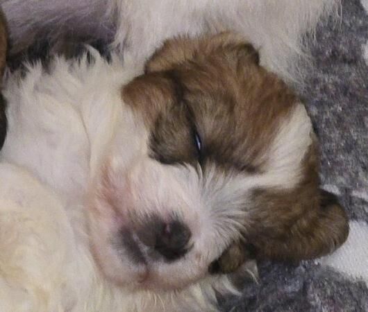 Jack Russell Terrier puppies for sale in Wisbech, Cambridgeshire – 1 year old - Image 2 of 5