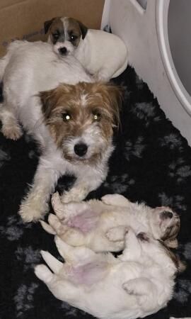 Jack Russell Terrier puppies for sale in Wisbech, Cambridgeshire – 1 year old - Image 3 of 5