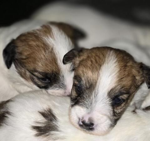 Jack Russell Terrier puppies for sale in Wisbech, Cambridgeshire – 1 year old - Image 4 of 5