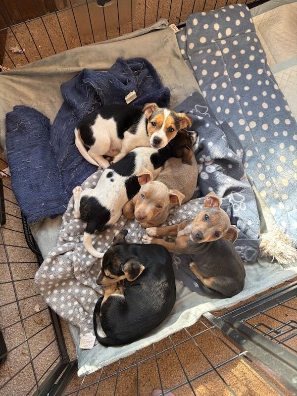 Jack Russell Terrier puppies for sale in Crediton, Devon – 10 months old - Image 1 of 3