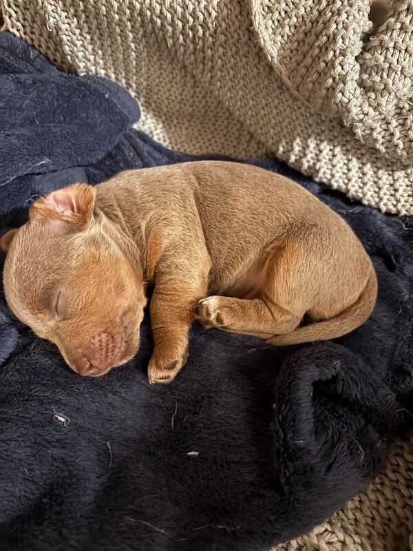 Jack Russell Terrier puppies for sale in Crediton, Devon – 10 months old - Image 2 of 3