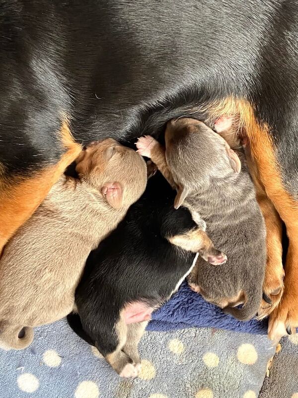 Jack Russell Terrier puppies for sale in Crediton, Devon – 10 months old - Image 3 of 3