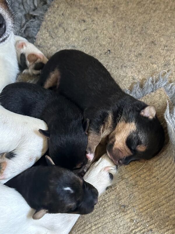 Jack Russell Puppies for sale in Swaffham, Norfolk