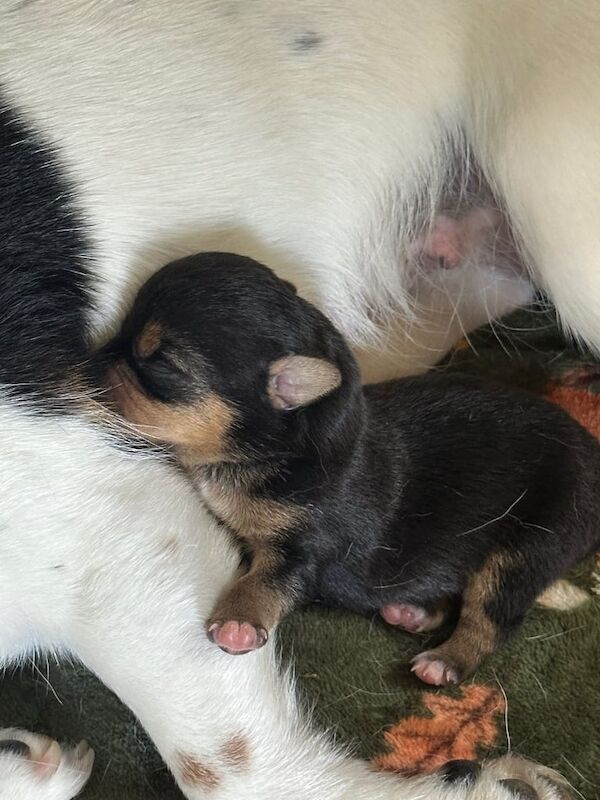 Jack Russell Puppies for sale in Swaffham, Norfolk | Image 2