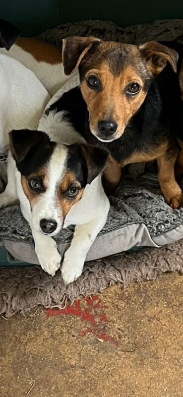 Jack Russell Puppies for sale in Swaffham, Norfolk | Image 3