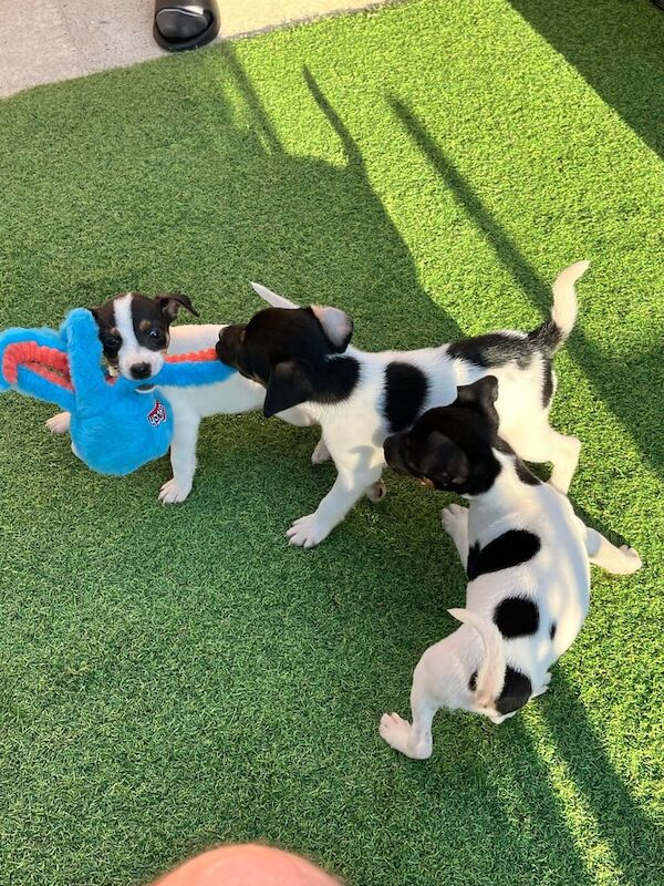 Jack Russell puppies for sale in Heathrow, London