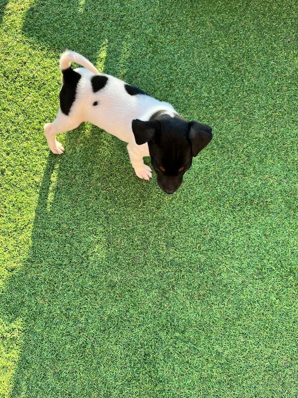 Jack Russell puppies for sale in Heathrow, London | Image 2