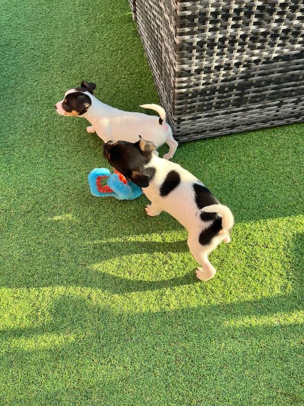 Jack Russell puppies for sale in Heathrow, London | Image 3