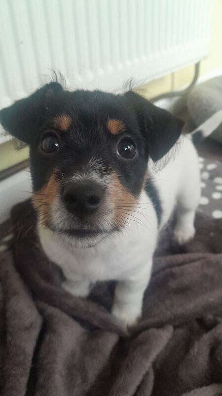 Jack Russell puppies for sale in Lurgan, County Armagh – 10 weeks old