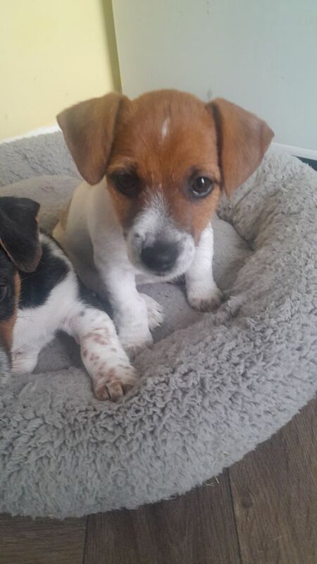 Jack Russell puppies for sale in Lurgan, County Armagh – 10 weeks old - Image 2 of 3