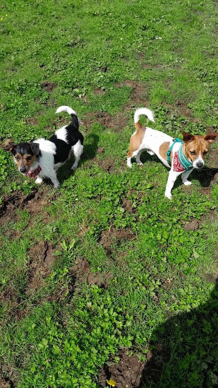 Jack Russell puppies for sale in Lurgan, County Armagh – 10 weeks old - Image 3 of 3