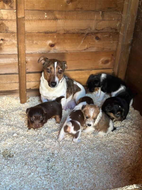 Jack Russell Terrier puppies for sale in Fareham, Hampshire – 7 weeks old