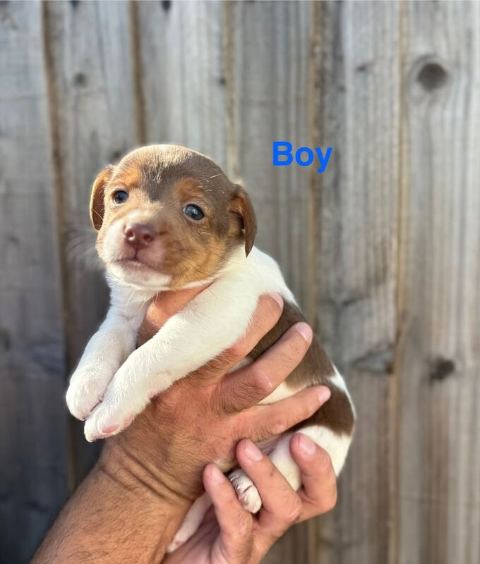 Jack Russell Terrier puppies for sale in Fareham, Hampshire – 3 months old - Image 3 of 3