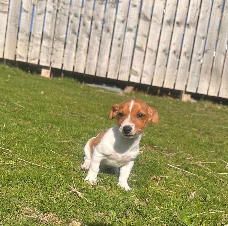 Jack Russell Terrier puppies for sale in Ashington, Northumberland – 11 weeks old