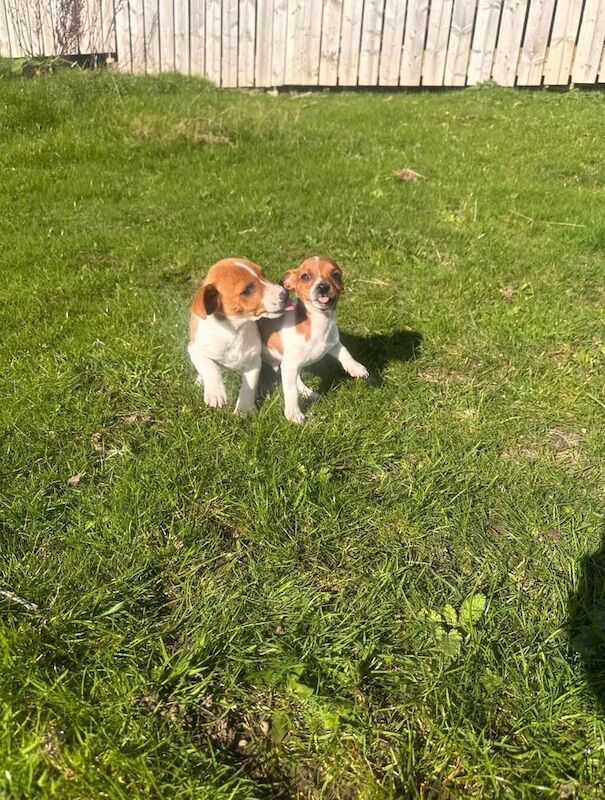 Jack Russell Terrier puppies for sale in Ashington, Northumberland – 11 weeks old - Image 2 of 3