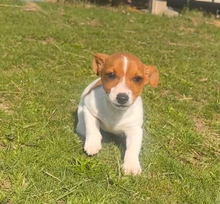 Jack Russell Terrier puppies for sale in Ashington, Northumberland – 11 weeks old - Image 3 of 3