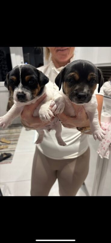 Jack Russell Terrier puppies for sale in Sittingbourne, Kent – 6 weeks old