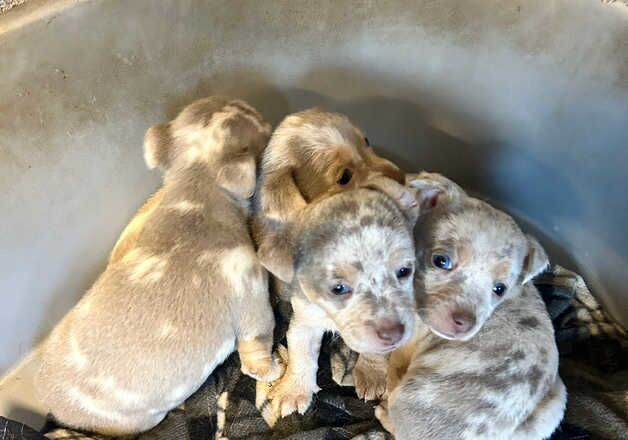 Jack Russell Terrier puppies for sale in Swansea/Abertawe, Swansea – 1 year old - Image 1 of 3