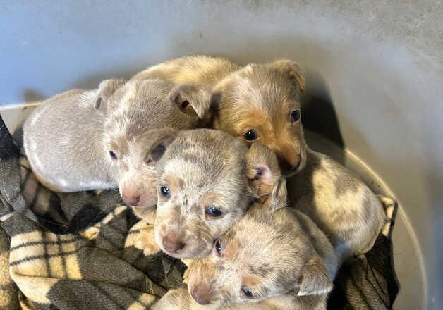 Jack Russell Terrier puppies for sale in Swansea/Abertawe, Swansea – 1 year old - Image 2 of 3