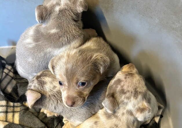 Jack Russell Terrier puppies for sale in Swansea/Abertawe, Swansea – 1 year old - Image 3 of 3